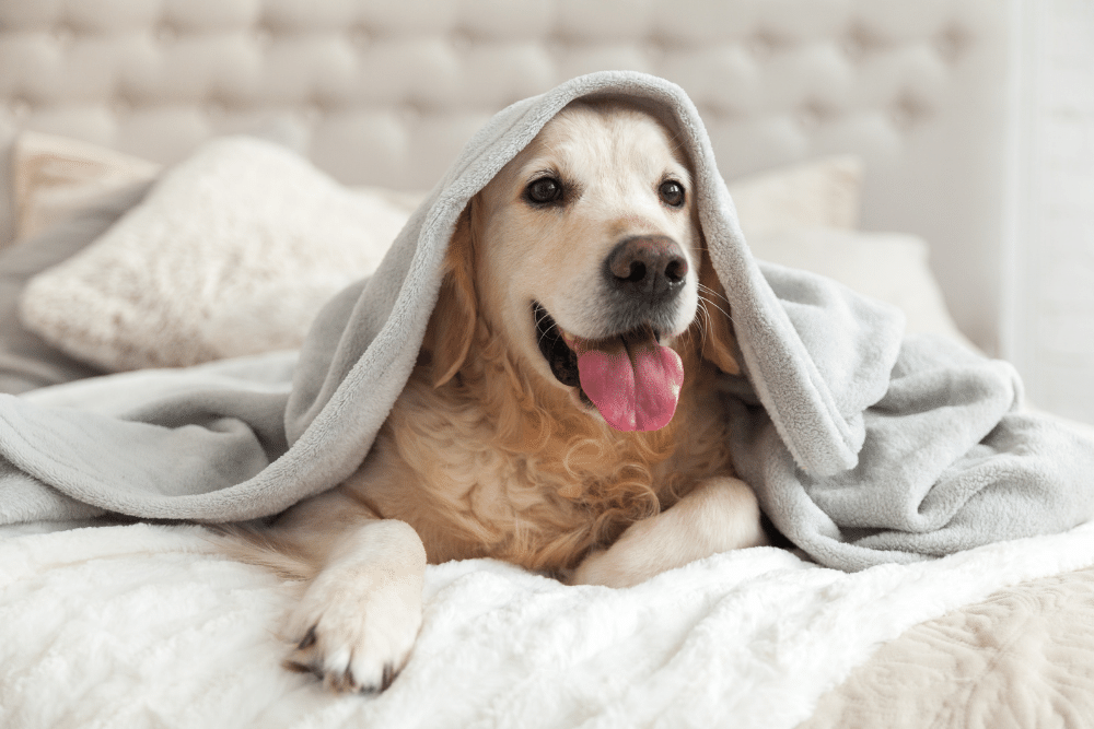 dog sat under a blanket 