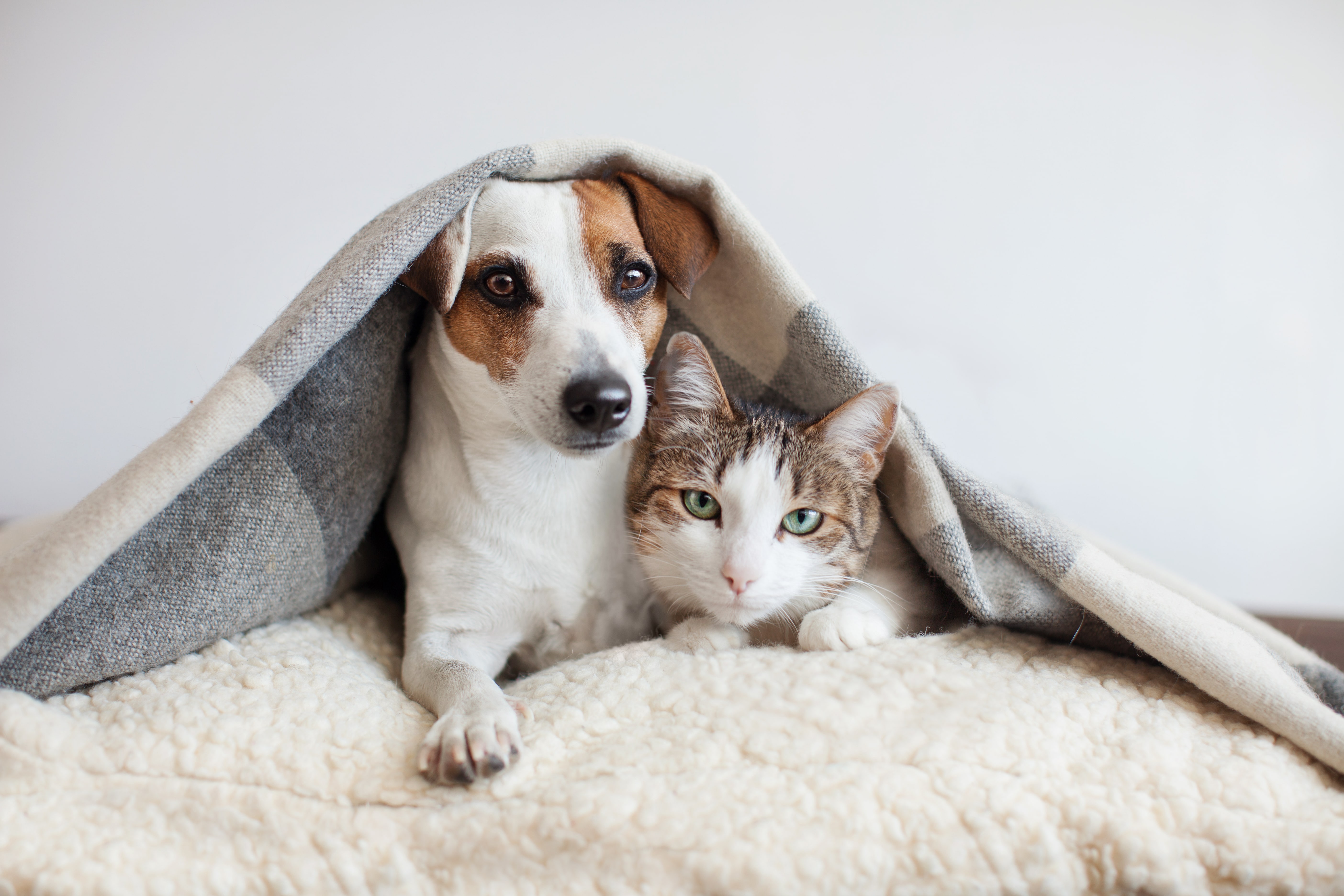 a cat and a dog together under a sheet