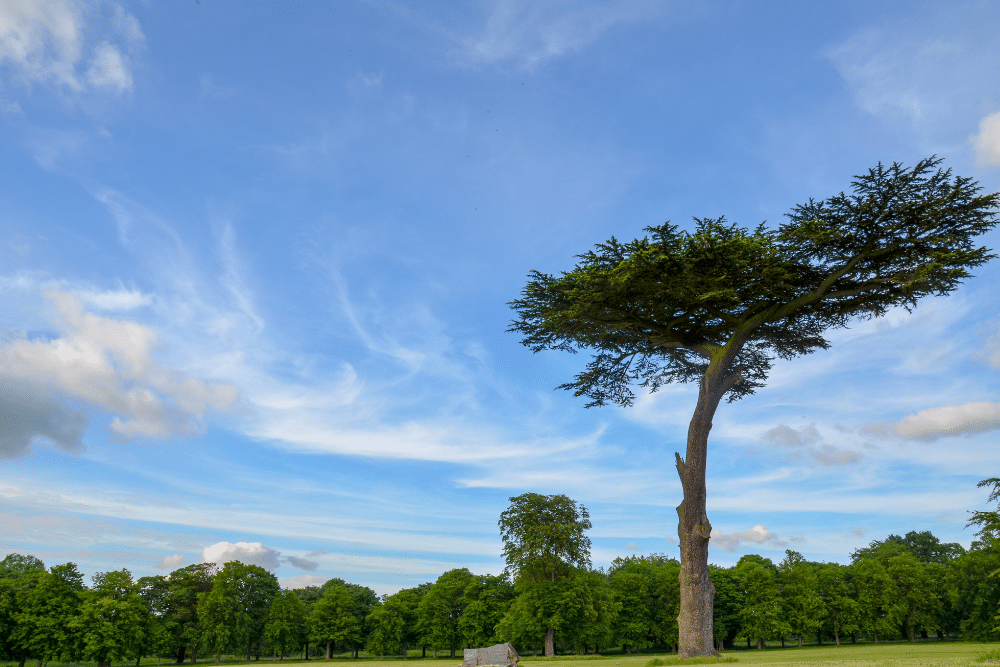 cedar tree in a park in watford