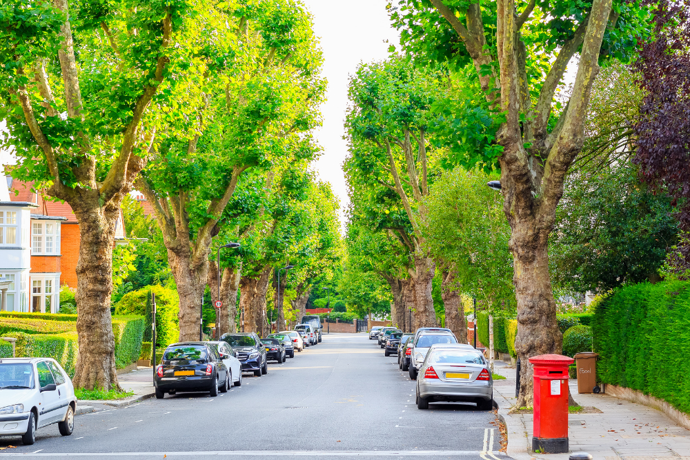 tree lined road in west hampstead