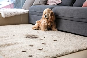 pet carpet stain