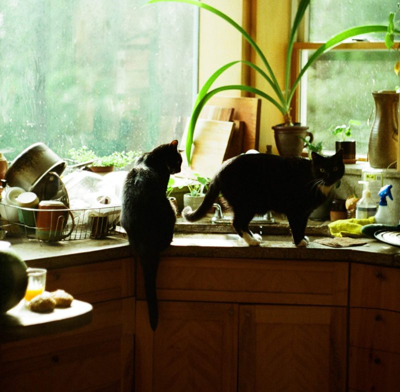 Two cats on a table, flower