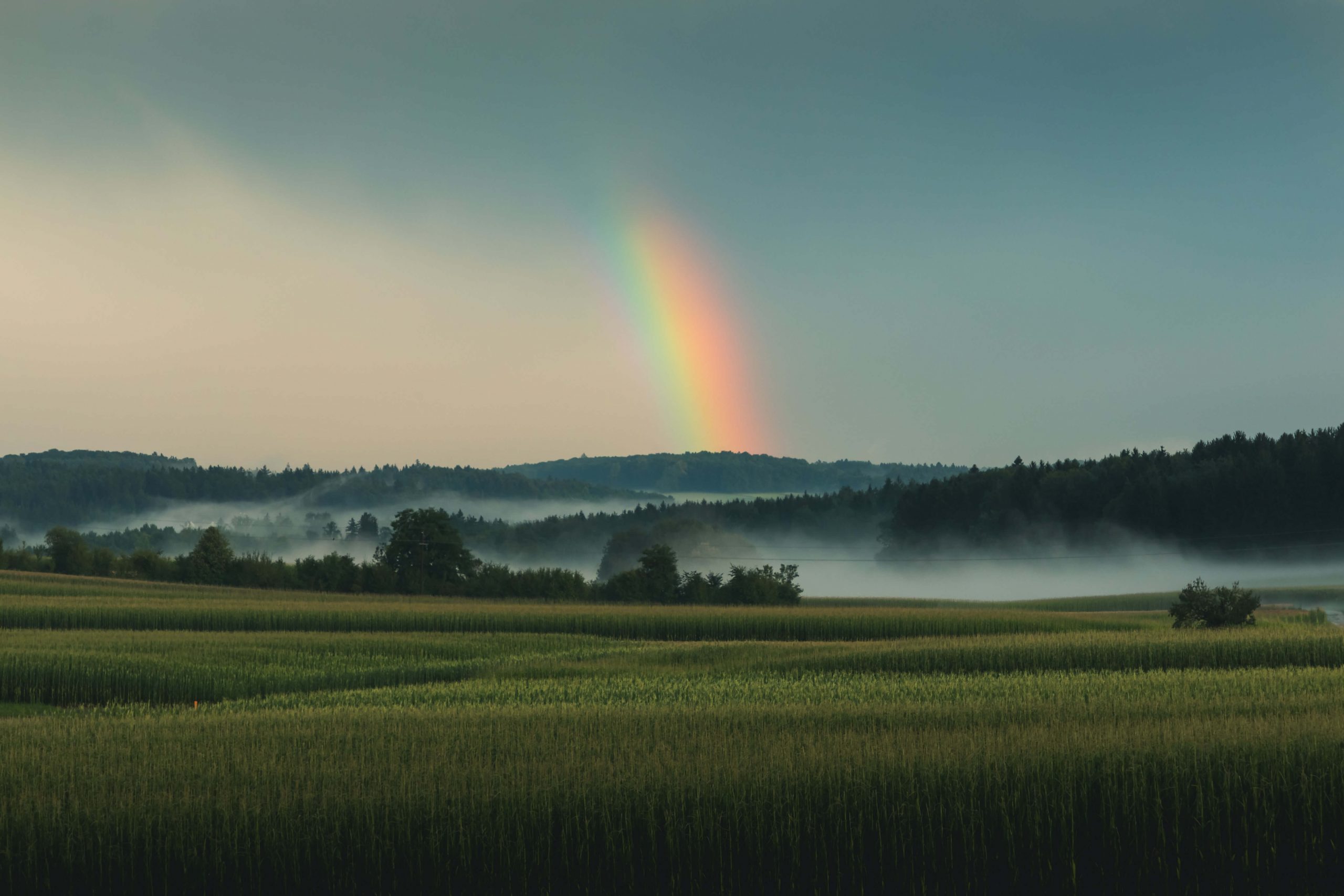 field with a rainbow